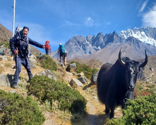 Himalayan Yak