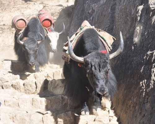 Himalayan Yaks