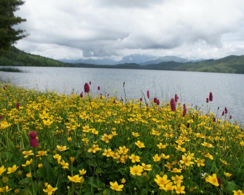 Rara Lake In Spring