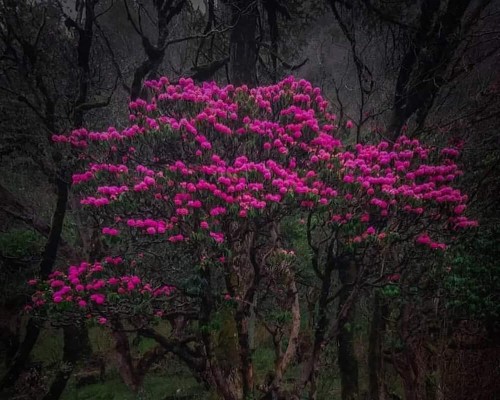 Rhododendron Flower