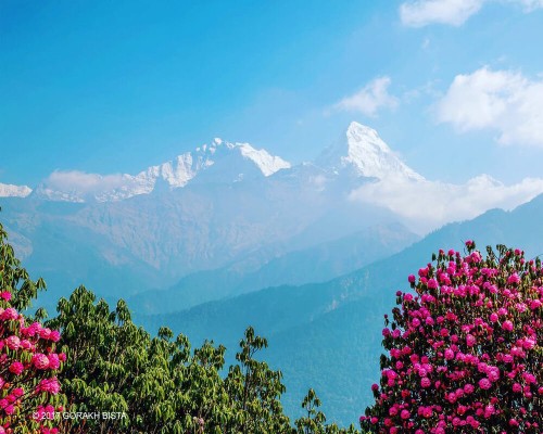 Wonderful Scene Rhododendron